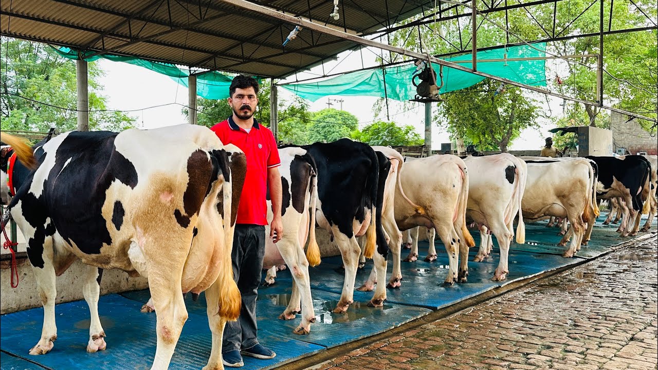 Punjab Number-1 HF Breed with 45 Liter Milk per day || Gurwinder Dairy Farm