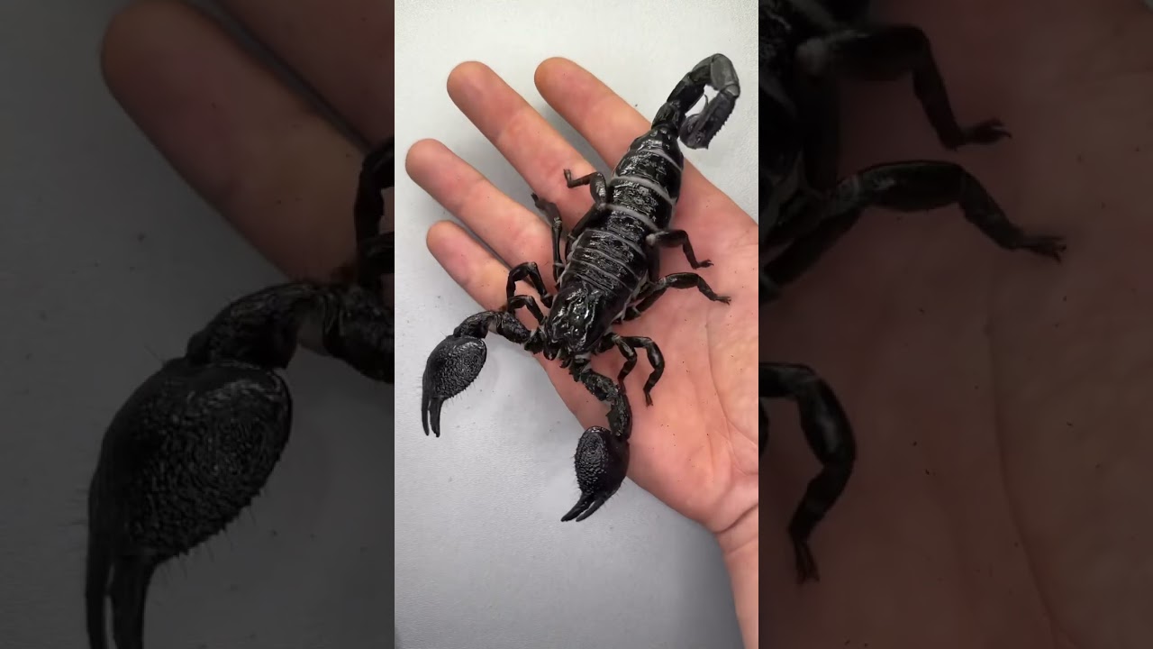 Which one would you kiss? #insecthaus #shorts