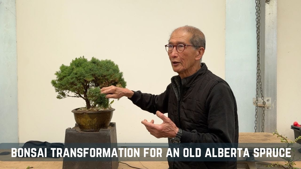 Bonsai Transformation for an Old Alberta Spruce