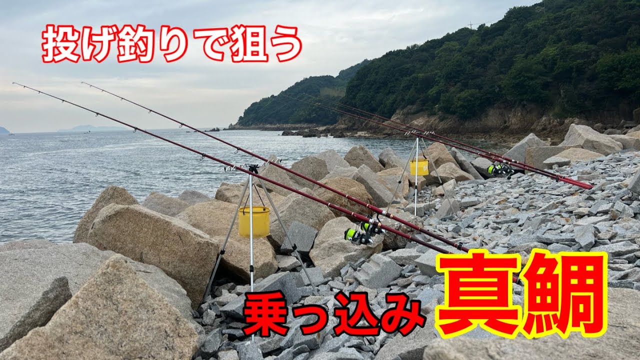 【投げ釣り】のっこみ真鯛を釣る！