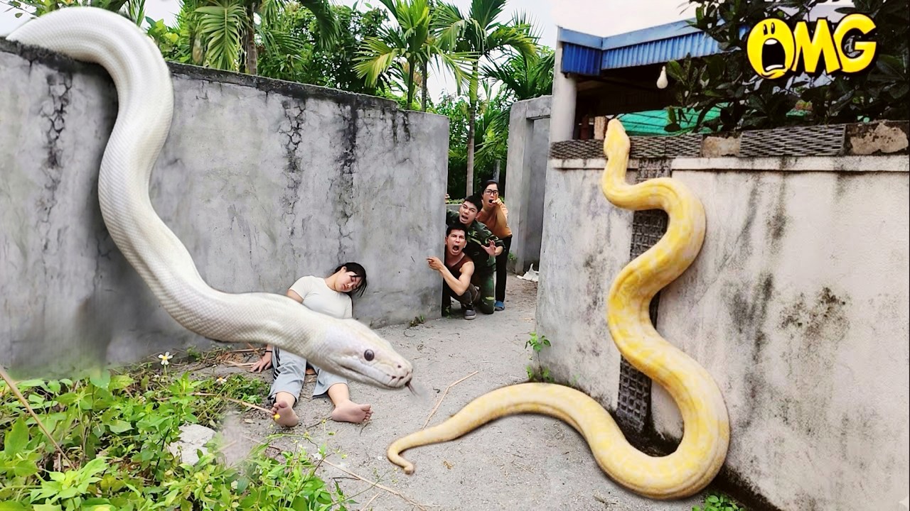 Brave Hunters Risk Their Lives to Rescue Ethnic Girl Attacked by Giant White Python