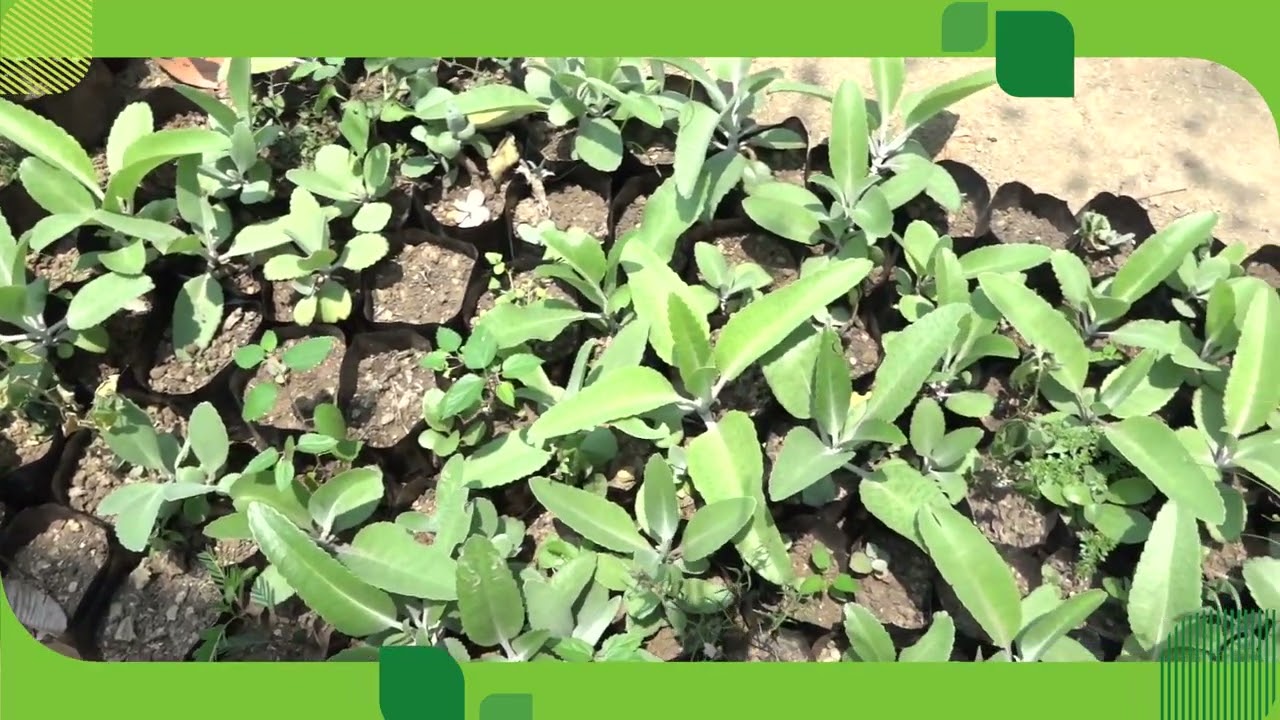 La mala madre, un desinflamatorio natural | Remedios herbolarios desde El Jardín de Dios