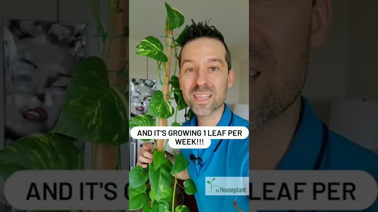 How to Grow an Incredible Number of Leaves on a POTHOS? (Guess What&rsquo;s the ONLY Difference!)