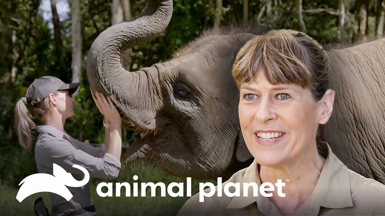 Preparo de uma área para a manada de elefante-de-sumatra | A Família Irwin | Animal Planet Brasil