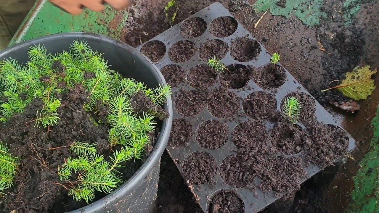 Growing sitka spruce from seed part two: Potting up seedlings.