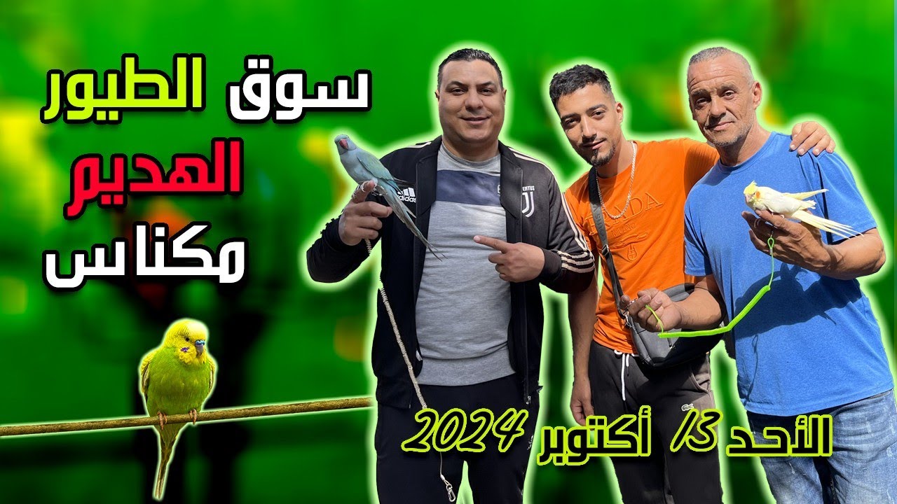 سوق الطيور 🦜🦜والحمام  🪽🕊️بمدينة 🇲🇦🇲🇦مكناس فورجة 🤩🤩ممتع