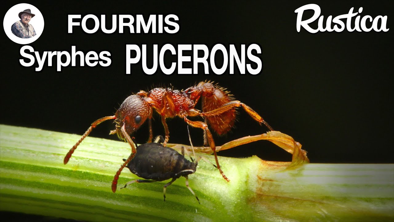 Les pucerons, les fourmis et les syrphes