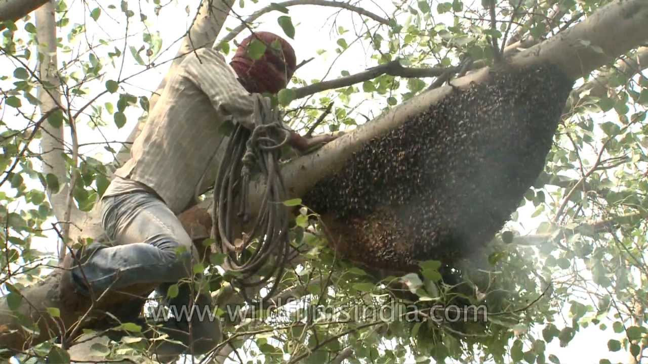 Do not try this! Traditional Honey Removal