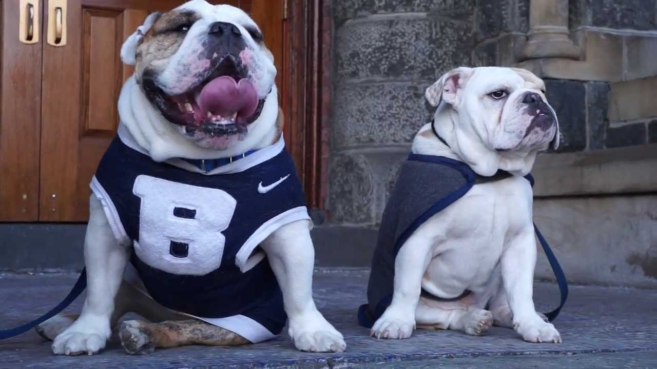 Jack Meets Blue III (Mascots from Georgetown & Butler)