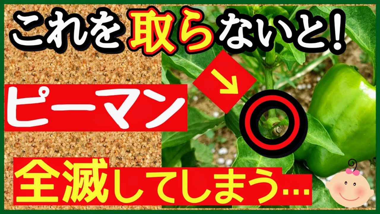 【ピーマン栽培の重要作業】収穫量を増やす最強の育て方！仕立てとわき芽かきのコツ～初心者・プランターOK～