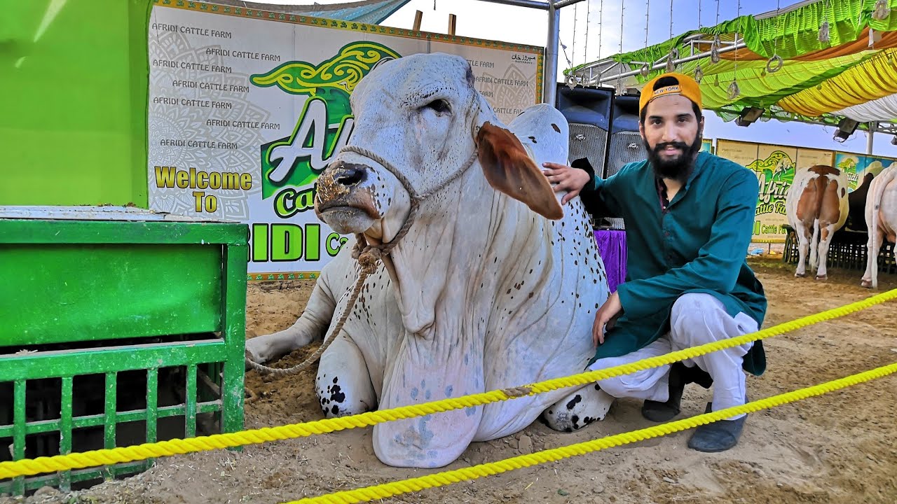 Cow Video || Afridi Cattle Farm || Full Collection .