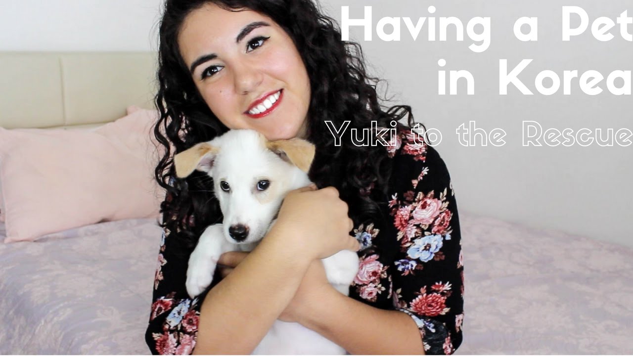 Having a Pet in Korea: Yuki to the Rescue