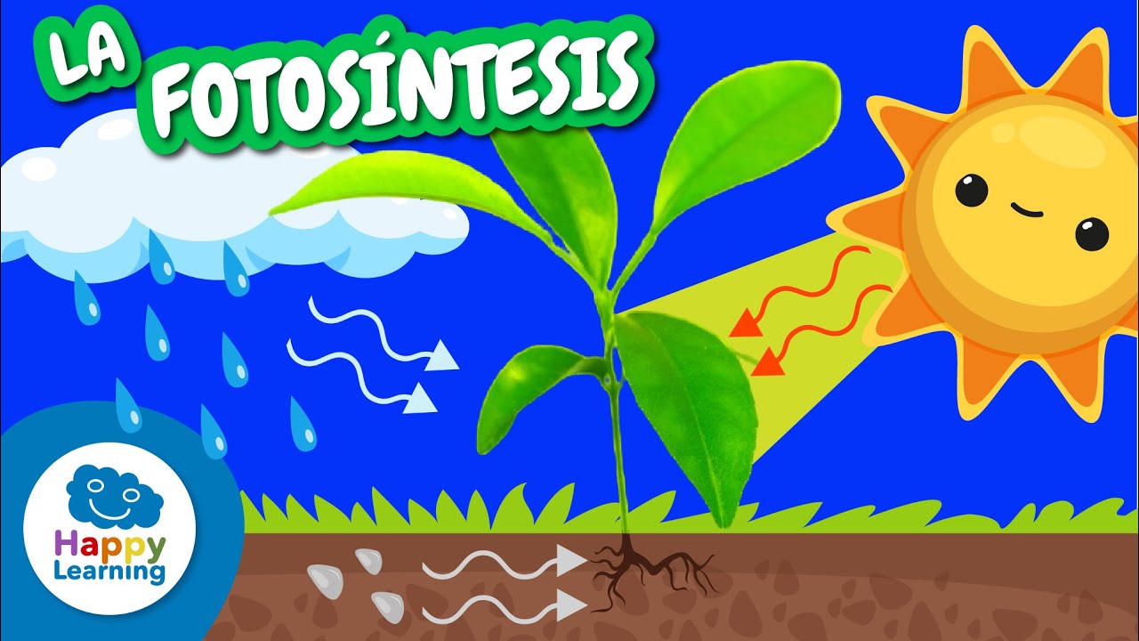 🌱☀️ Aprende LA FOTOSÍNTESIS | Vídeos Educativos para Niños de PRIMARIA |@Happy Learning Español