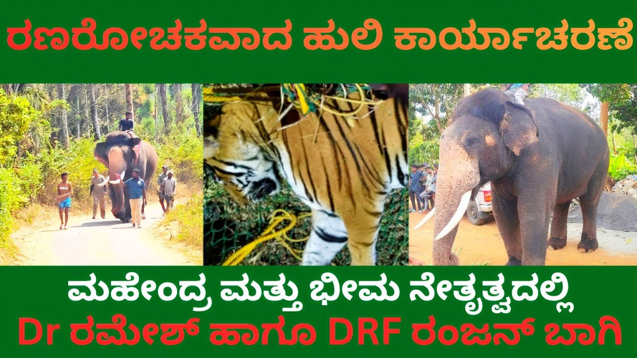 ಮಹೇಂದ್ರ, ಭೀಮರ ದಾಳಕ್ಕೆ ಬಿದ್ದ ಹುಲಿ 