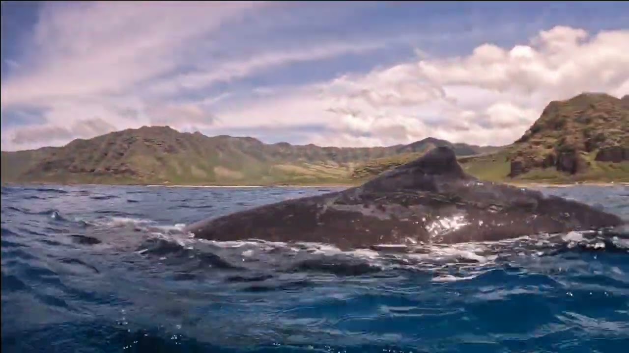 Humpback Whale Gets Up Close, Rare Whale Watching Encounter off West Oʻahu