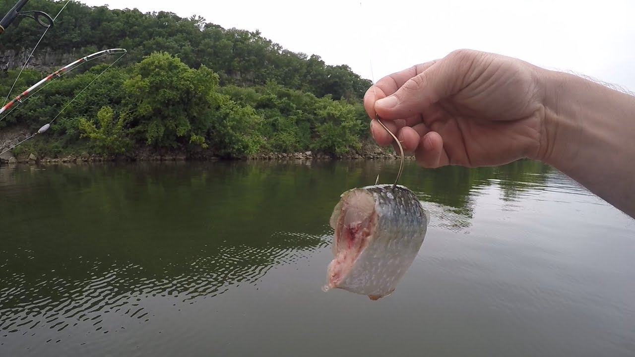 Free-Lining Cut Bait to Catch Catfish (Ft. Realistic Fishing, Panfish)