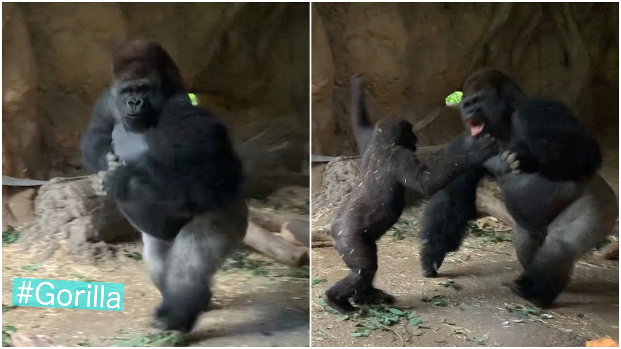Silverback Gorilla gets excited when it rains !大雨でハイテンションなシルバーバックゴリラ