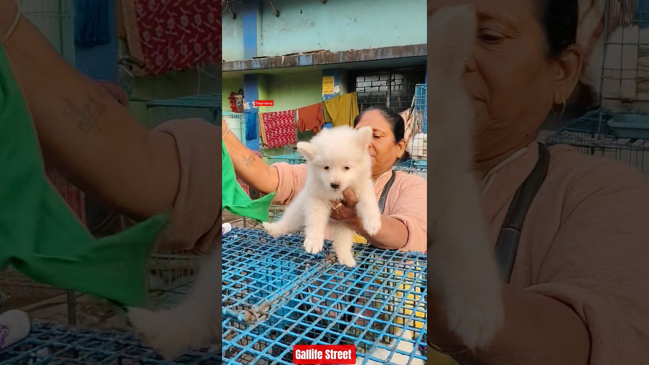 Pet Market Kolkata 😍/lowest price puppy dog/Gallif Street dogs #shorts #viral #dog #dogs #doglover