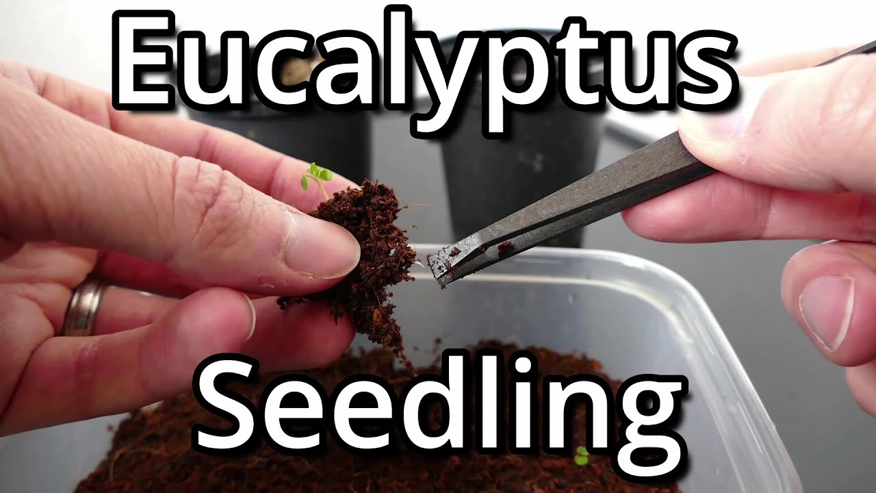 Growing Eucalyptus Regnans From Seed