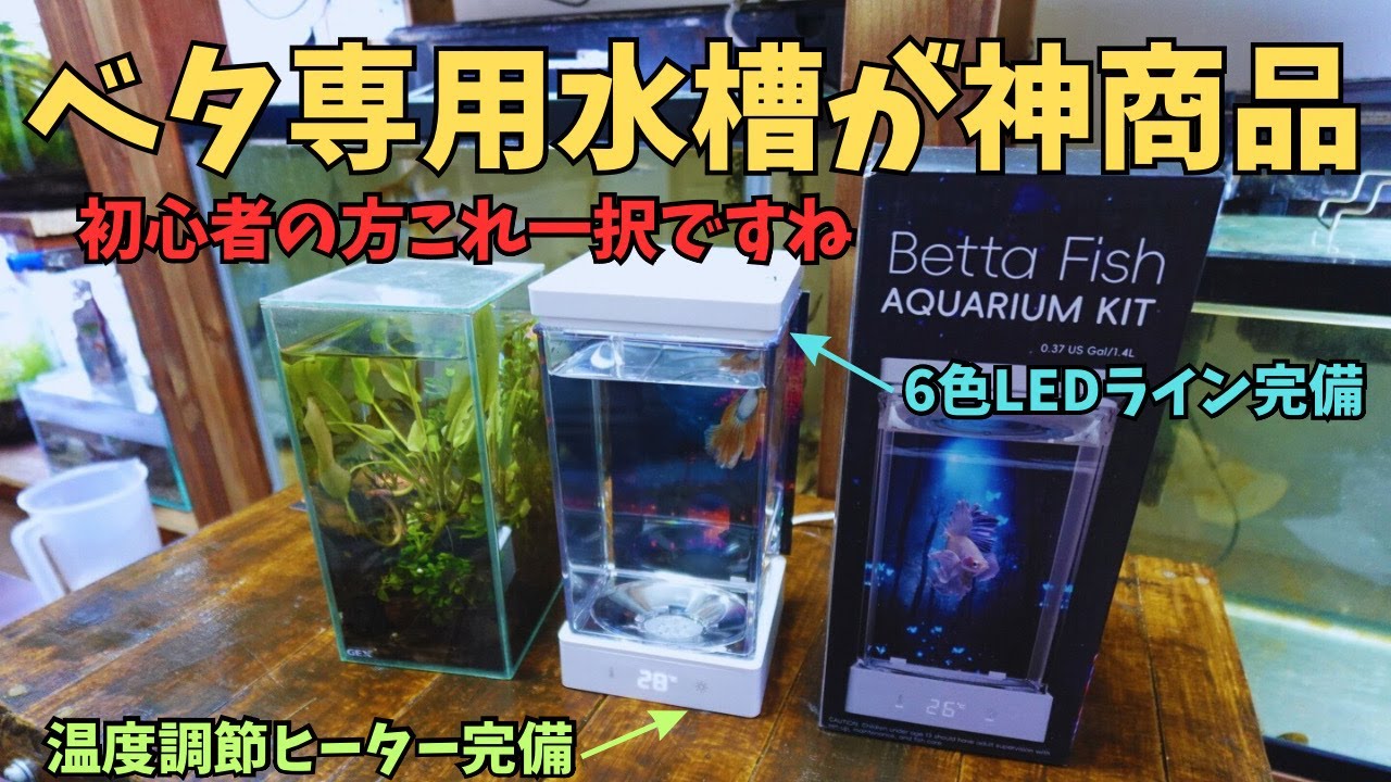 ベタ飼育する水槽を買う前に絶対見て！！！！！＃アクアリウム