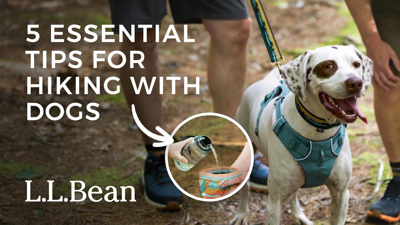 5 Essential Tips for Hiking with Your Dog