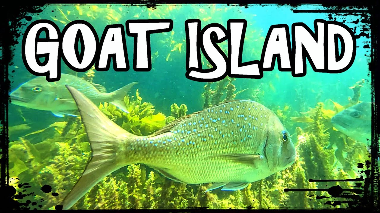 New Zealand's BEST Snorkeling 🇳🇿 Goat Island Marine Reserve