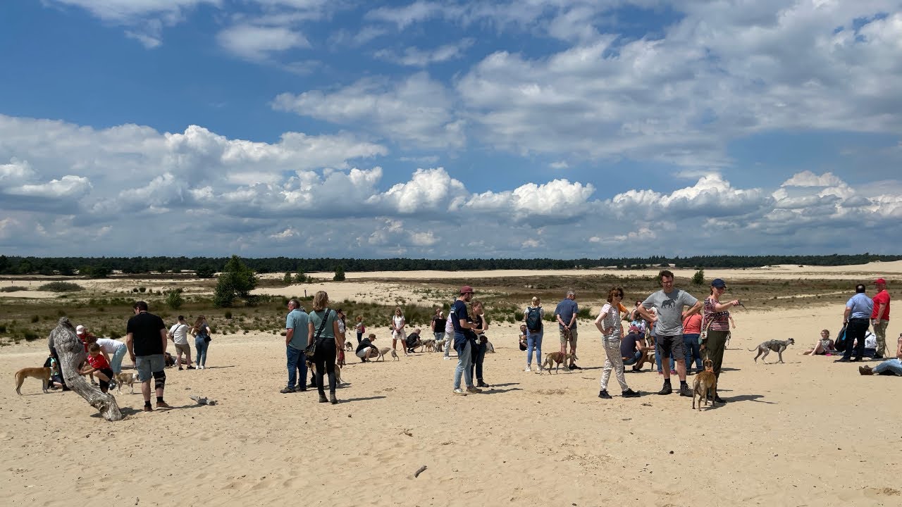 Nederlandse Whippet Club wandeling Drunense Duinen 2022   HD 1080p