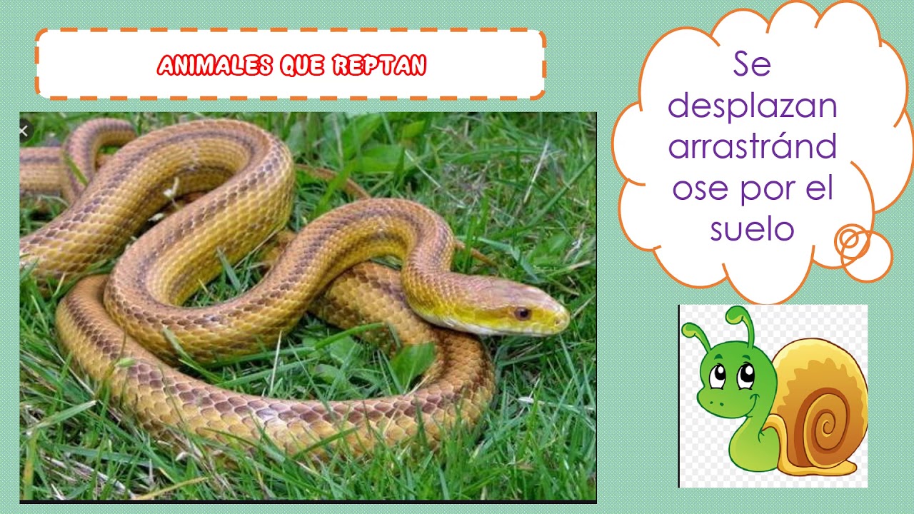 PPT COMO SE DESPLAZAN LOS ANIMALES