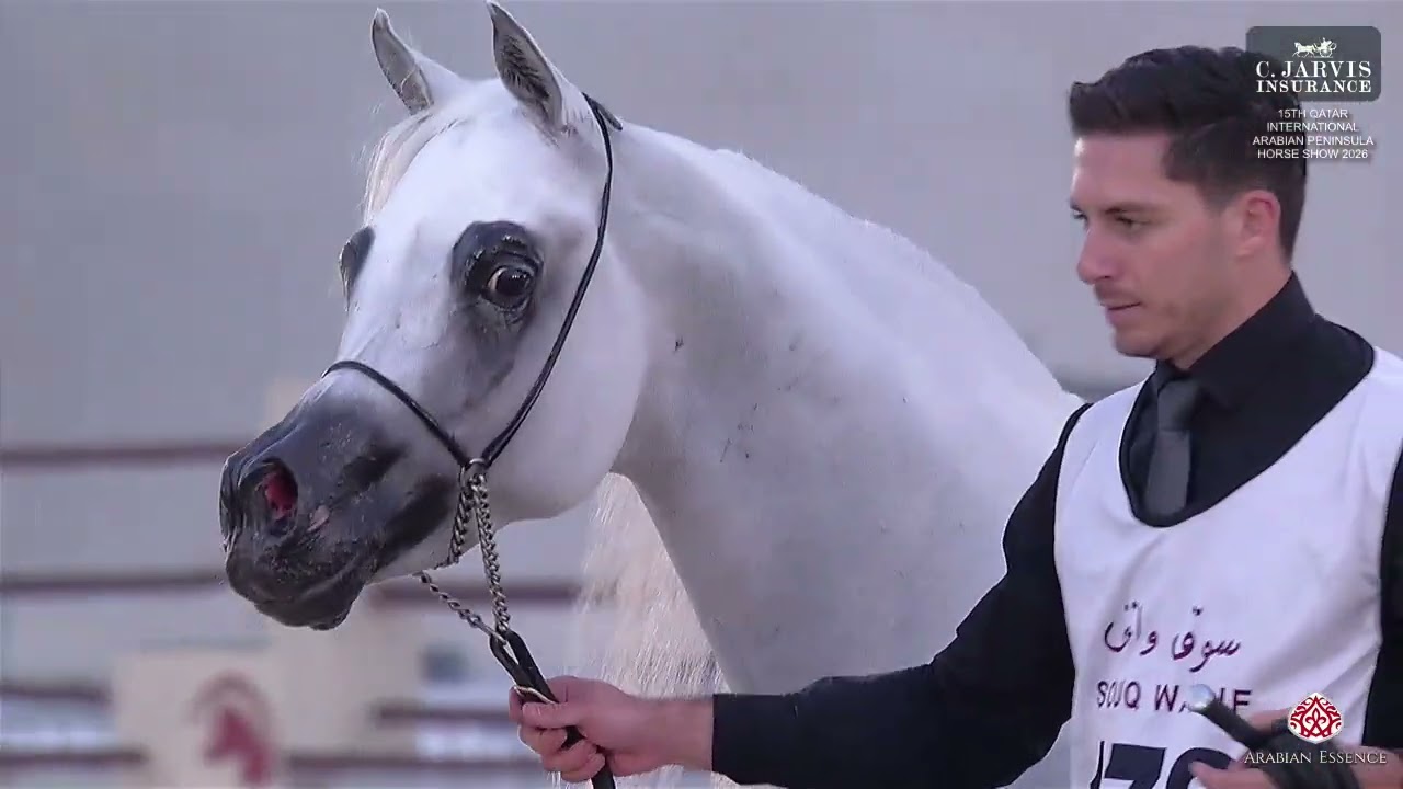 N 178 RB SUHAIL   15th Qatar International Arabian Peninsula Horse Show 2026   Stallions 7+ Years Ol