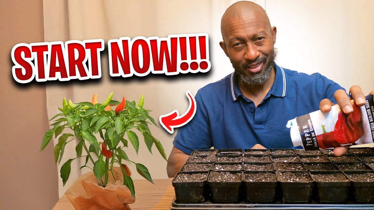 If You Want Big Peppers, Start Seeds Now