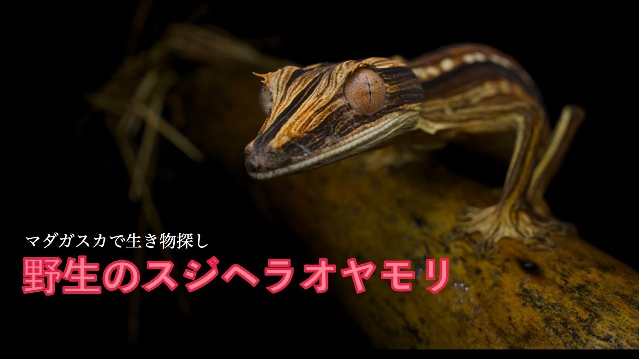 マダガスカルハーピング｜スジヘラオヤモリを探して（前編）