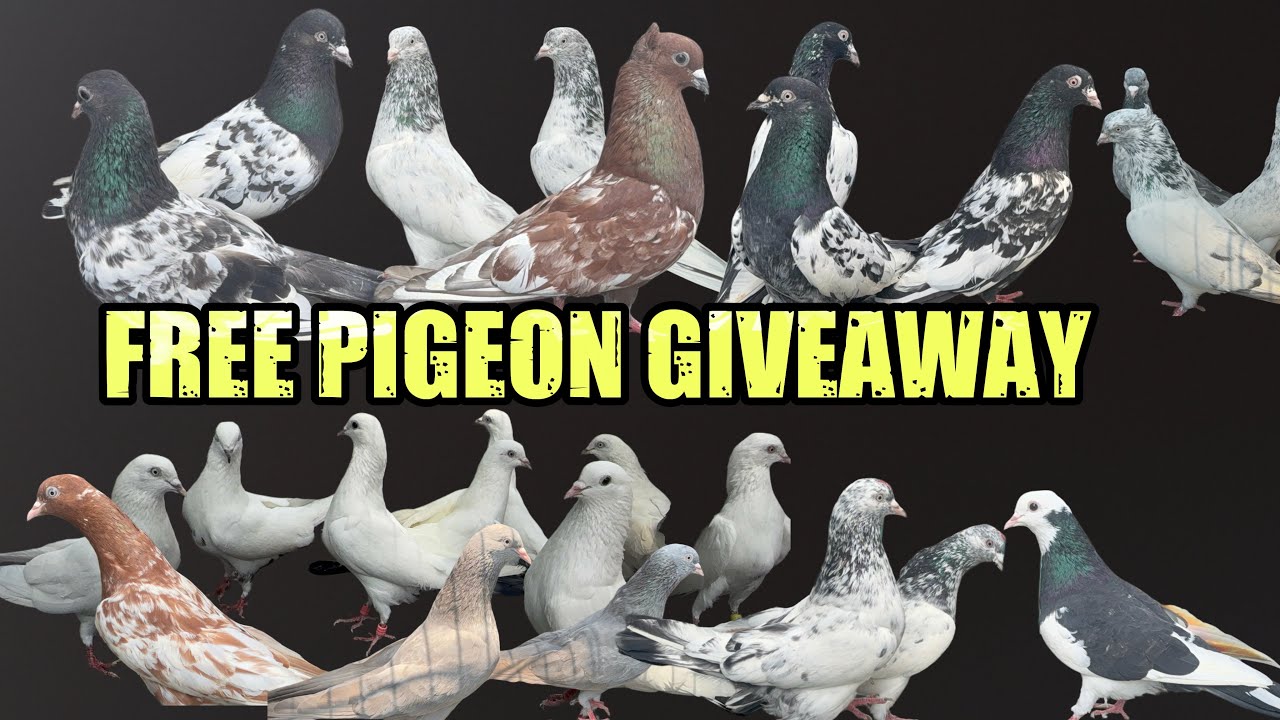 High Flying Pigeons & Giveaway at Zohel’s Pigeon Loft