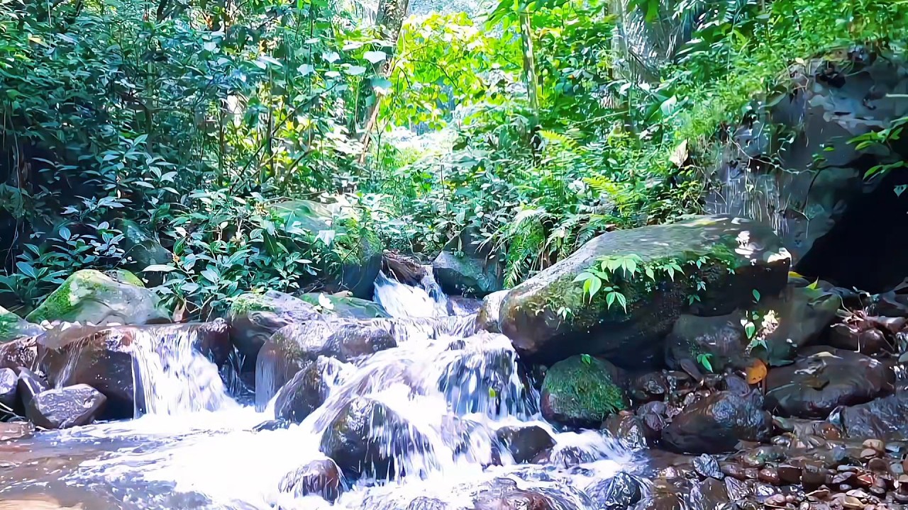 Forest River Ambience for Mental Calm