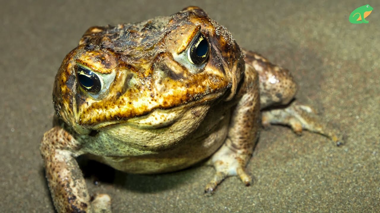 Frogs: A Mini Documentary [Surprising Frog Facts]