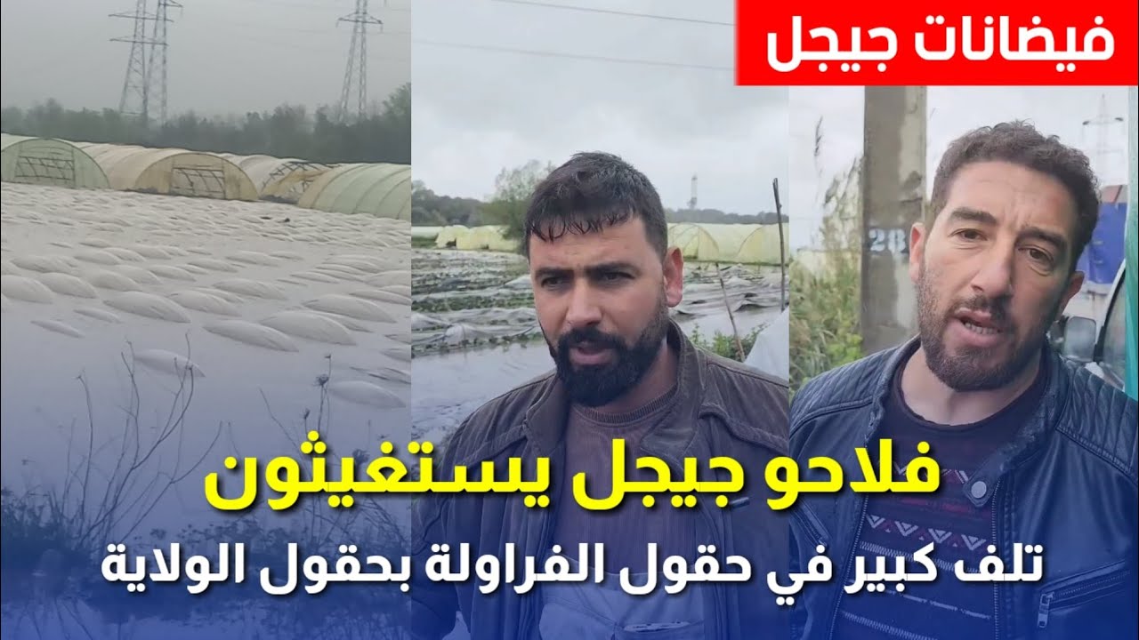 فيضانات جيجل | حقول الفراولة تغرق في المياه وفلاحو جيجل يستغيثون بعد الخسائر المسجلة Jijel