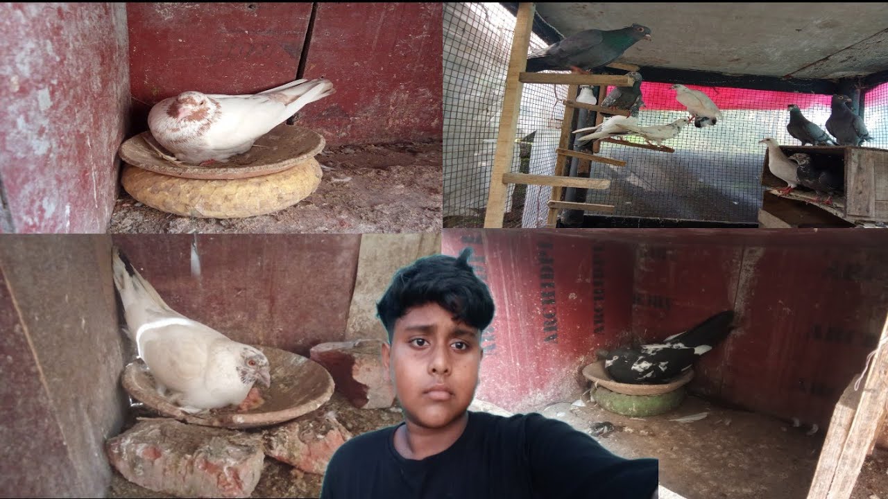 Amar lofta amar kobutar chok ta sok koralam🕊️🕊️🇮🇳🌹❤️☺️☺️😍#