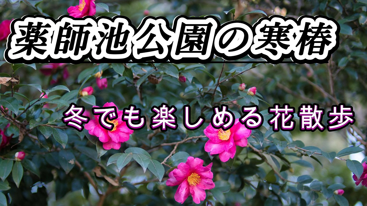 【薬師池公園　寒椿】冬でも楽しめる花散歩　東京都町田市　Winter camellia【4K】