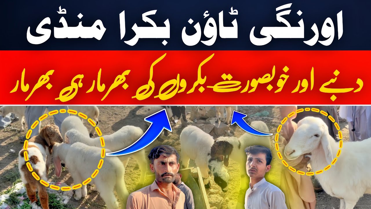 Orangi Town Bakra Mandi 2026 🐐 Beautiful Goats & Heavy Dumbay Full Update 🔥