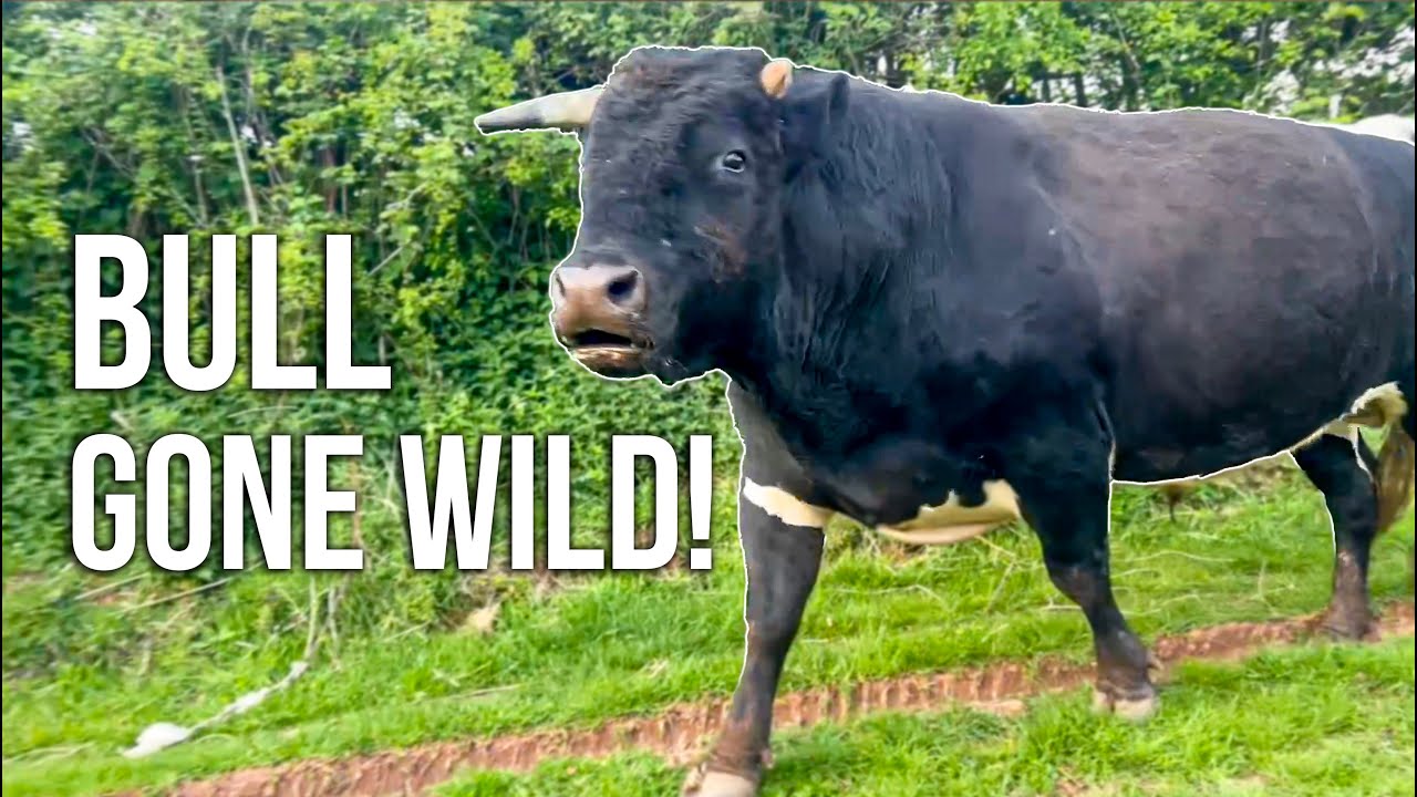 BULL ON THE FARM - Summer so far has been wild!
