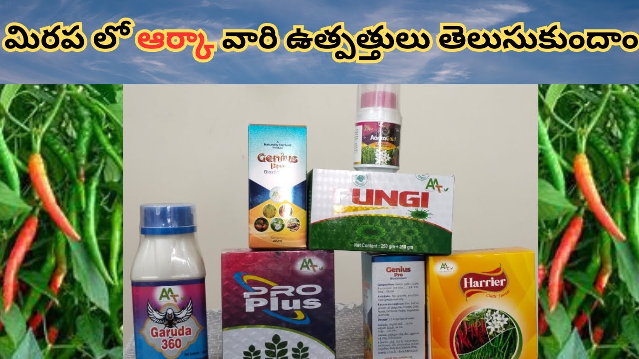 మిరప లోఆర్కావారి#geniuspro#nakshatra #harrier #garuda360 #arka gold #హారియర్ #జీనియస్ #నక్షత్ర #గరుడ