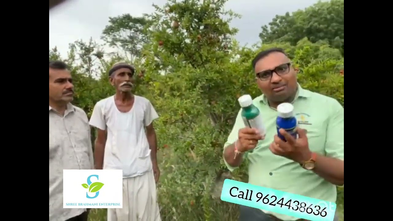દાડમ ની બાગાયત ખેતી બનાસકાંઠા | બનાસકાંઠા દાડમ ની ખેતી માં જોરદાર રીઝલ્ટ