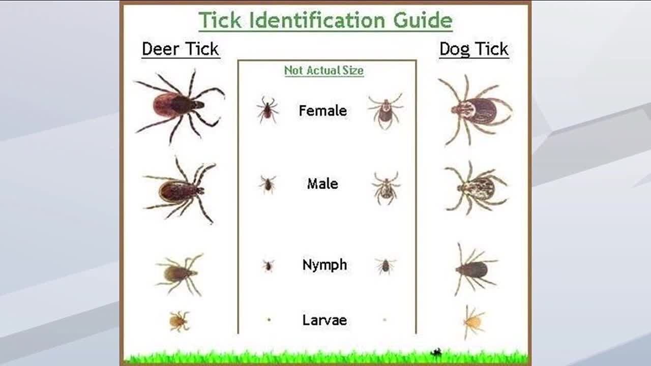 Deer ticks are out in full force