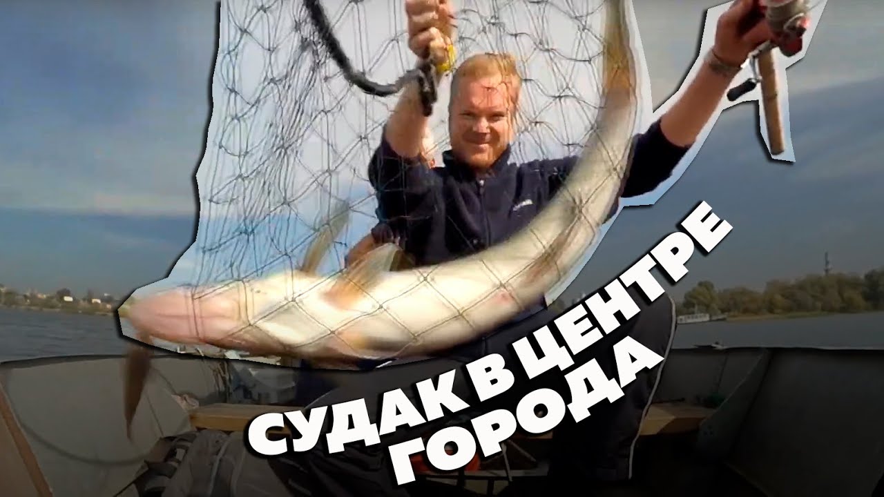 Крупный судак в черте Киева. Как быстро разделать рыбу?