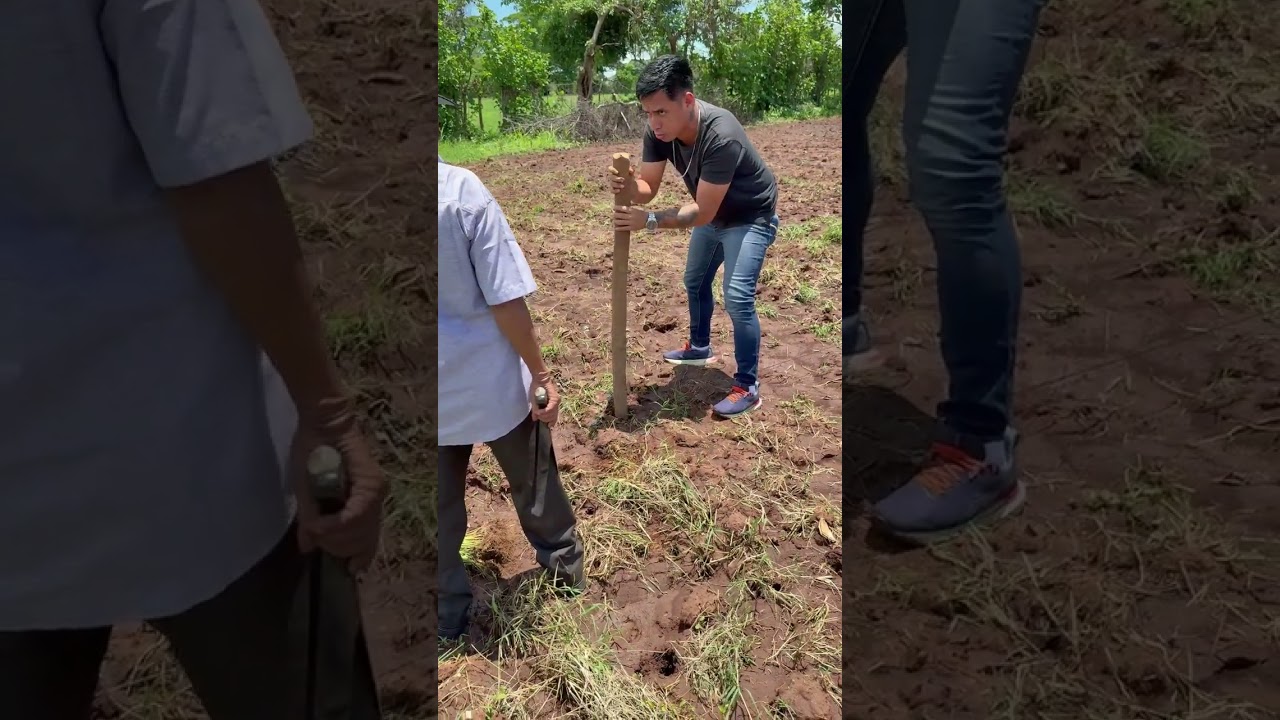 Mechito descubre que el Tieso no sabe sembrar chile 🌶️😬