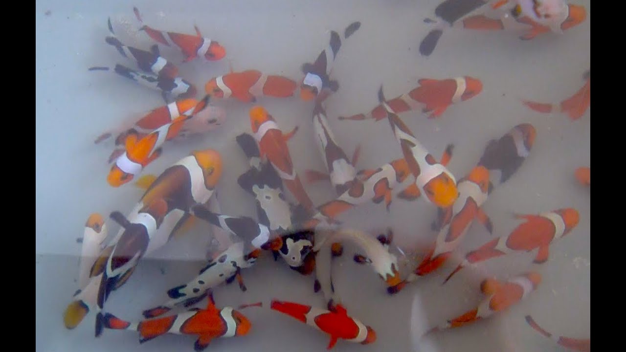 Proaquatix Designer Clownfish