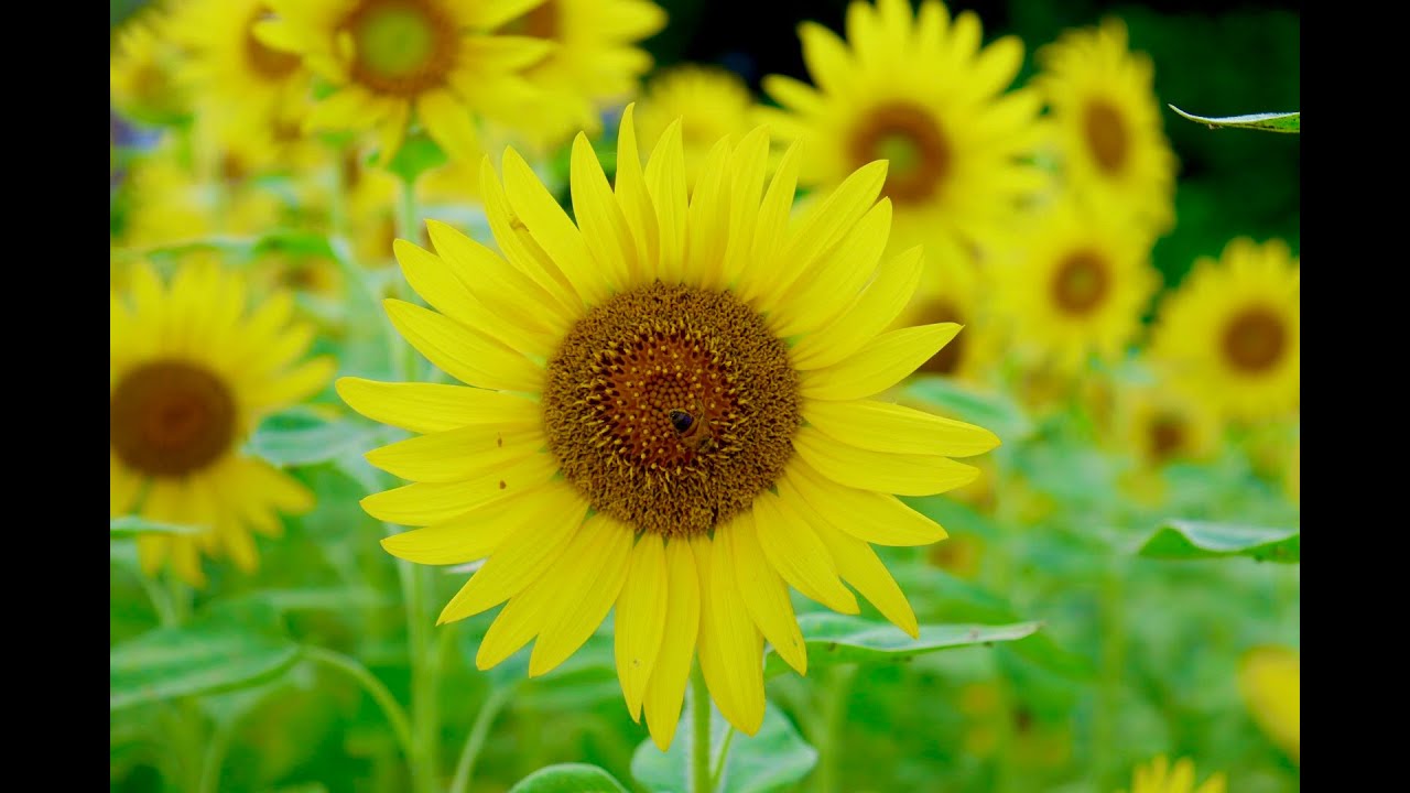 Exploring Japan #77 Hasuda Sunflower Field