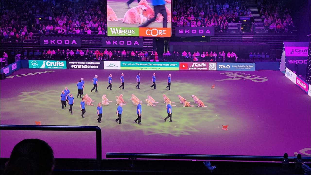 @crufts 2025 Golden Retriever Show