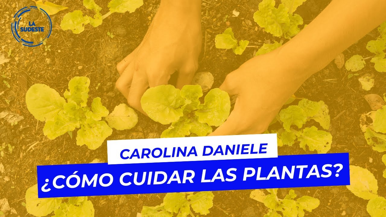 🌿 ¿Cómo cuidar las plantas? 🌱