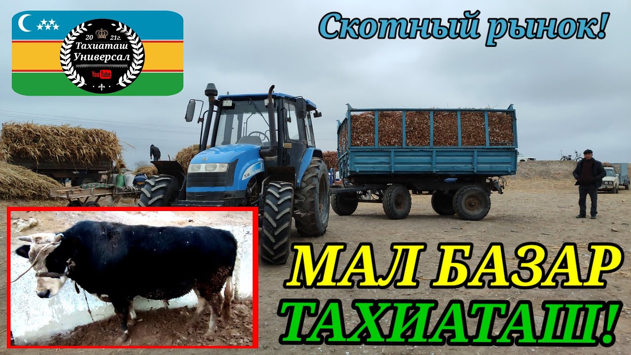 13.02.26ж.МАЛ БАЗАР СКОТНЫЙ РЫНОК #тахиаташ#каракалпакистан#бахалары#цены#бука#сыйыр#бузау#тана#жем 