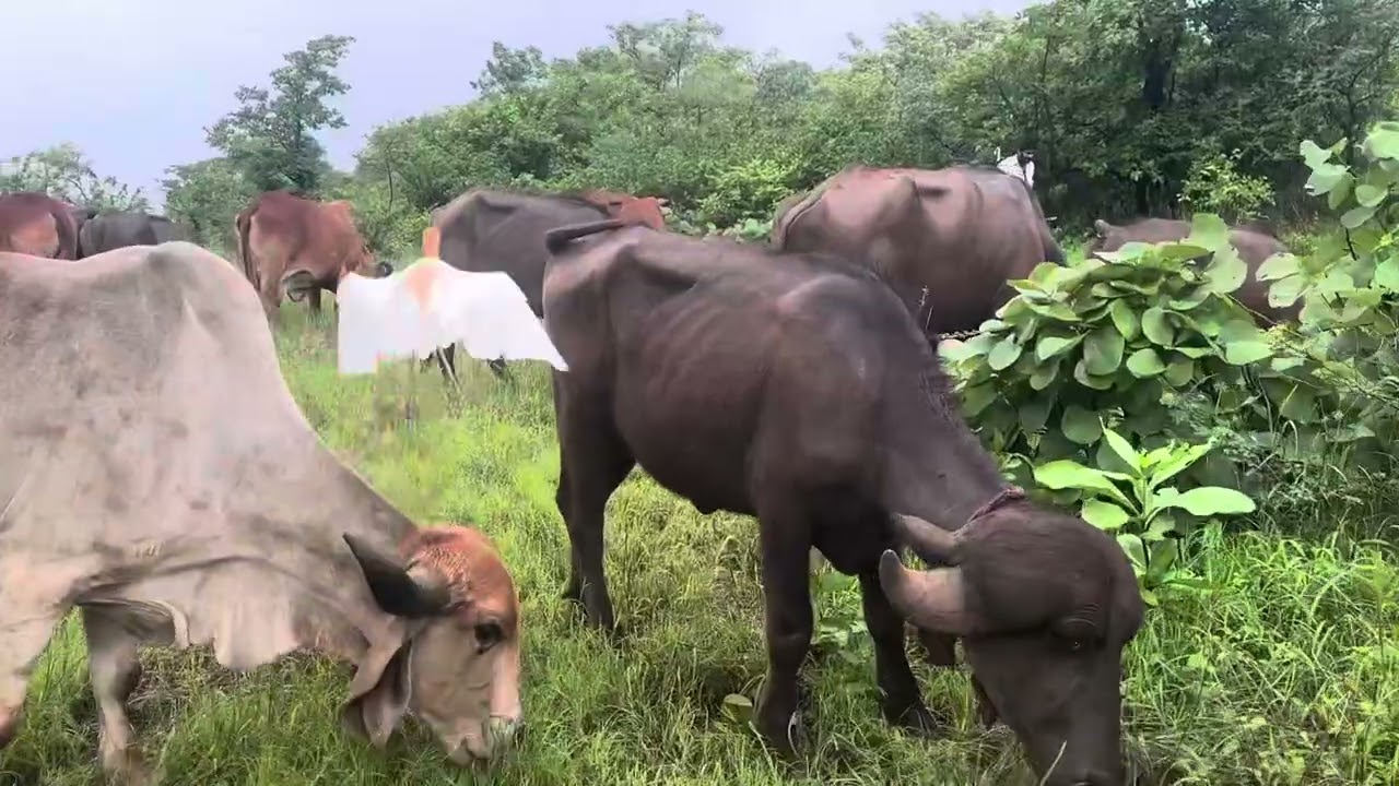 ગીર માં આવી જાવ મોજ કરી 😂😀🦚❤️